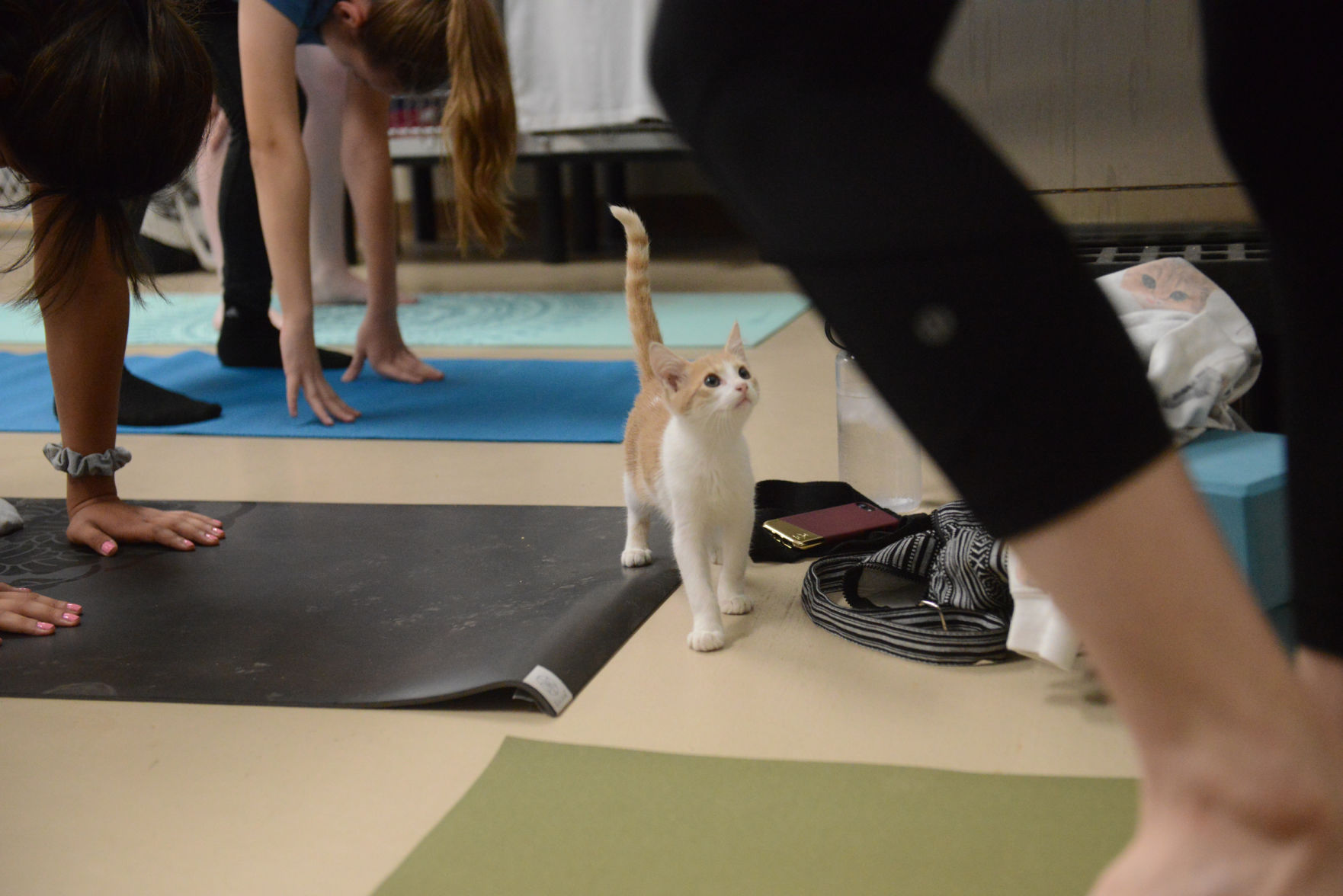 Cat Yoga at Aggieland Humane Society